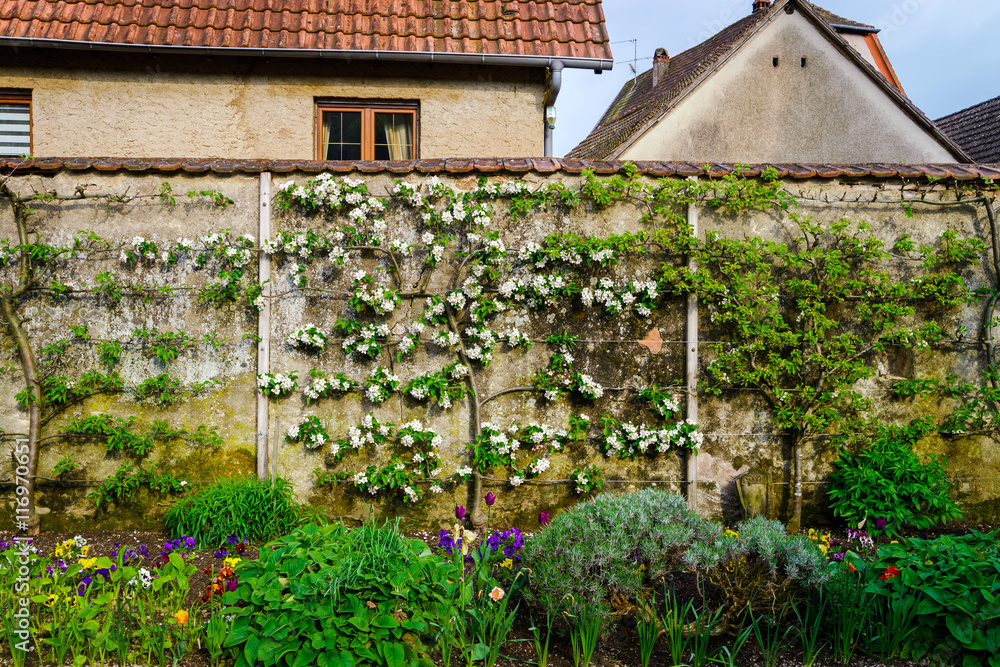 Blossom flowers on the fence in the village Blossom flowers on the fence in the village