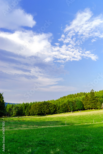 Green grass on the field, summer landscape