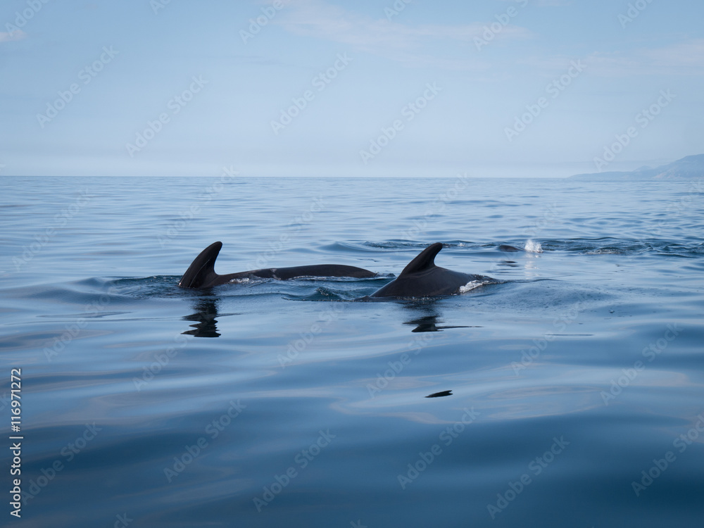 Obraz premium Pod of pilot whales showing their dorsal fins in calm water in the Gulf of St. Lawrence