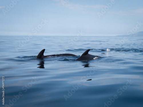 Pod of pilot whales showing their dorsal fins in calm water in the Gulf of St. Lawrence