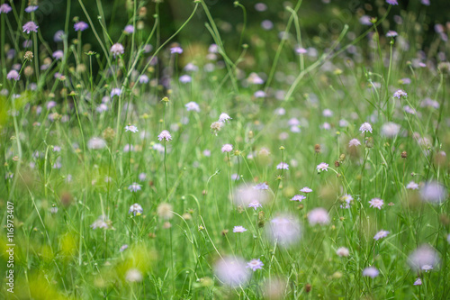 Field of Texas Wildflowers