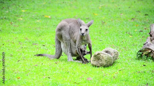 Kangaroo feeding the the field