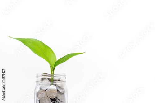 coins in a jar with plant growing suggests investment  wealth  s
