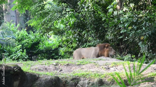 Wild lion walking in the forest