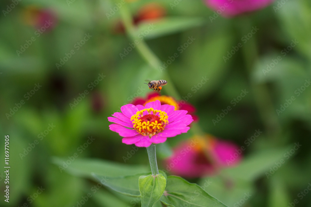 beautiful flower and bee beautiful flower and bee