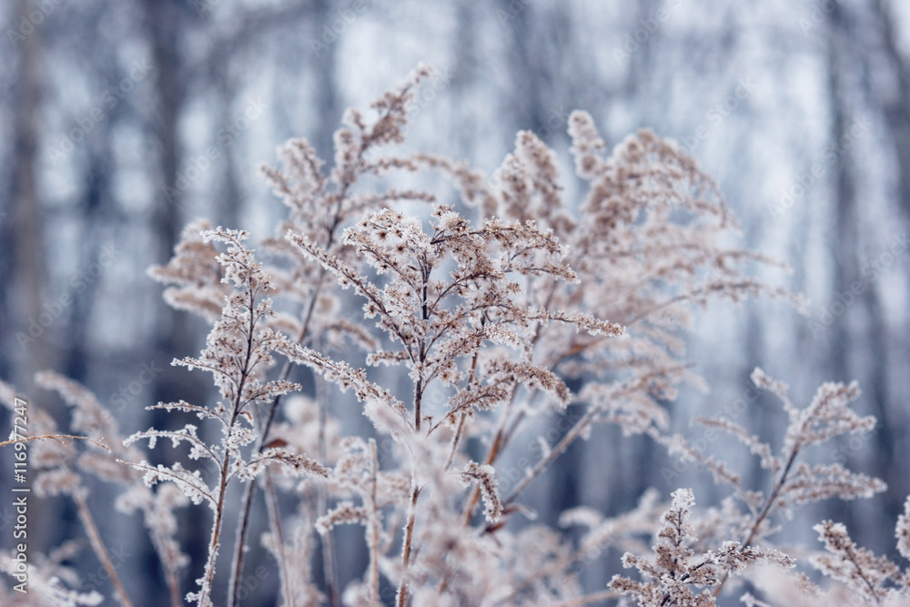 frozen plant in front of forest. Christmass winter background frozen plant in front of forest. Christmass winter background