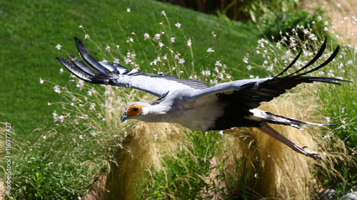 Portrait of secretary bird, saggitarius serpentarius, in flight
