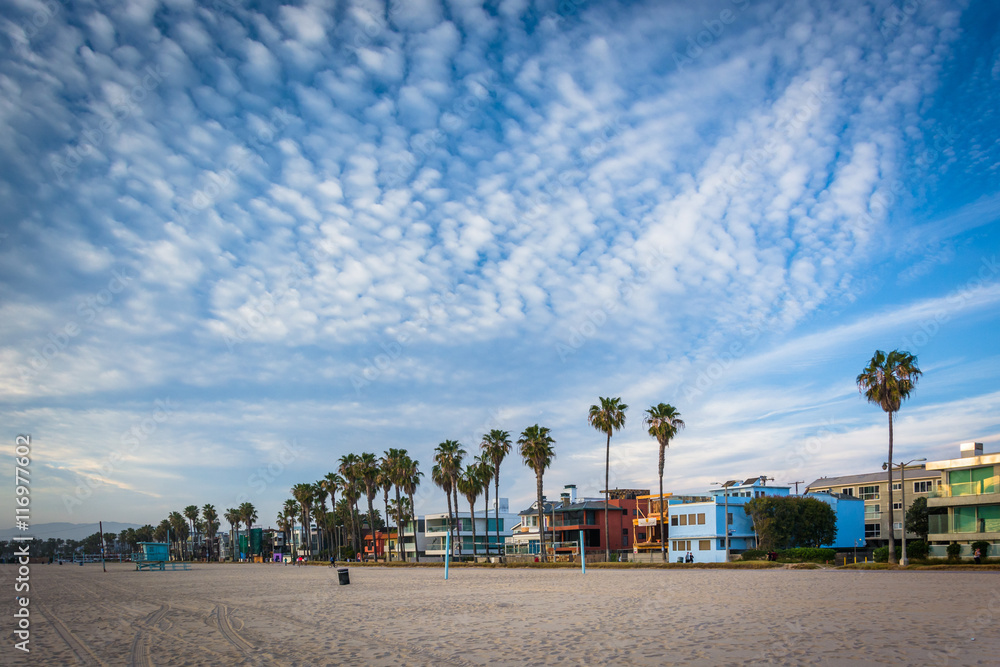 Fototapeta premium Palm trees and houses along the beach, in Venice Beach, Los Ange
