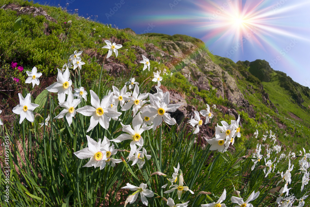 Mountain daffodils Marmarosh