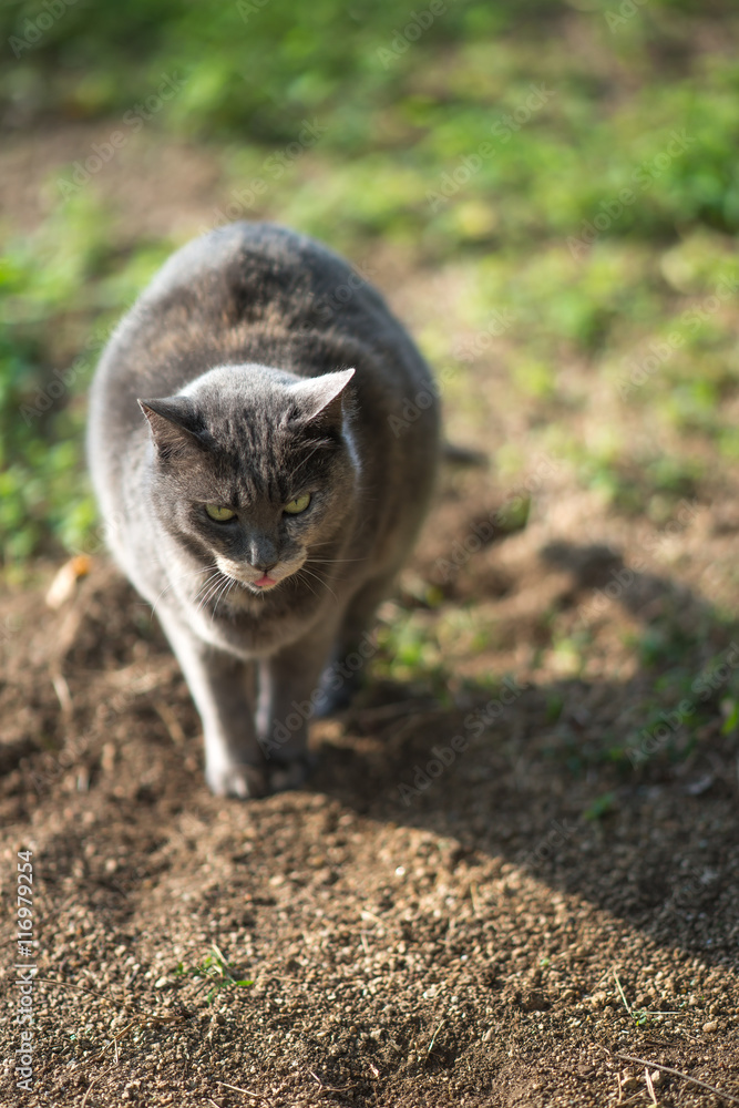 でかいのらねこ