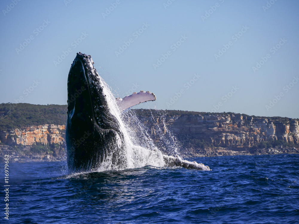 Fototapeta premium Humpback Whale