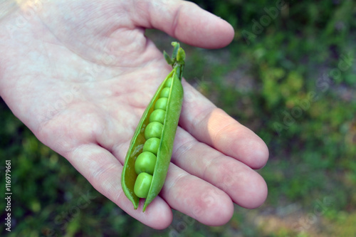 Ripe green pea pod. Round juicy large Gorshina. Krypno plan. Open palm. Blurring the background / Opened pea pod on the palm. / Feodor Eremin photo