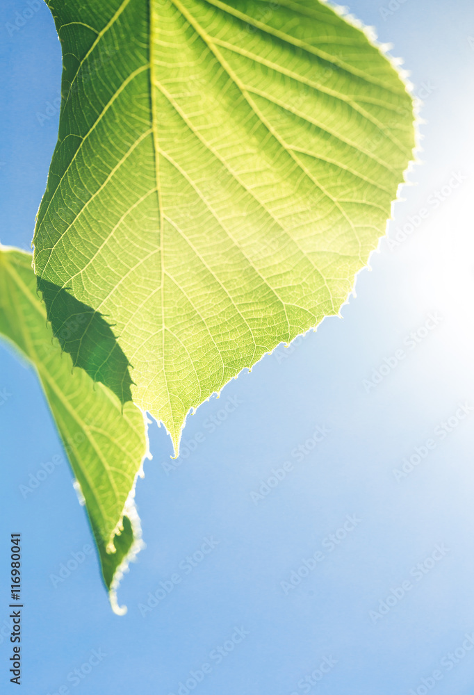 Horse Chestnut tree leaves with blue sky background and ray of sunlight and light blue sky on the background Horse Chestnut tree leaves with blue sky background and ray of sunlight and light blue sky on the background