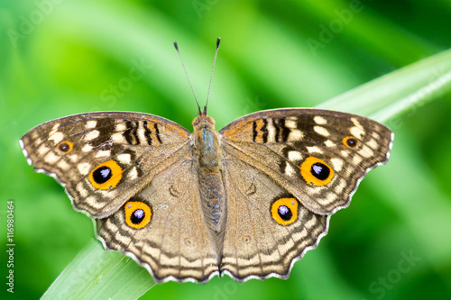 Closeup butterfly on grass