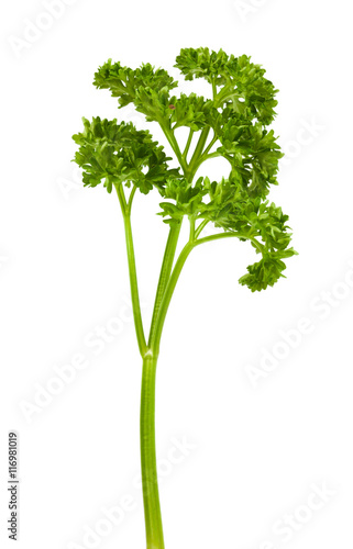 fresh green parsley isolate