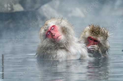 Japanese Snow monkey Macaque in hot spring Onsen Jigokudan Park 