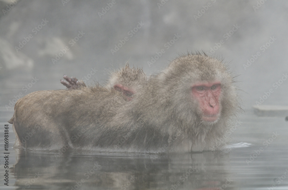 Fototapeta premium Japanese Snow monkey Macaque in hot spring Onsen Jigokudan Park,
