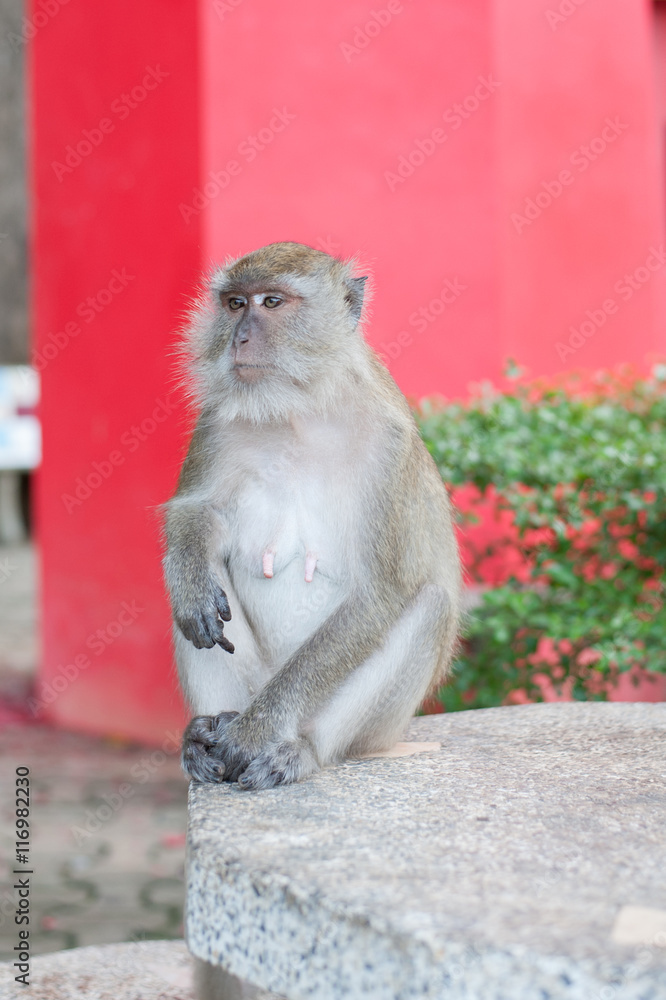 Monkeys portrait in temple of Thailand.