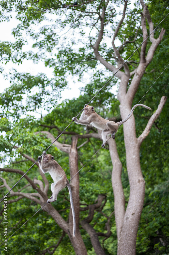 Obraz premium Monkeys portrait in temple of Thailand.