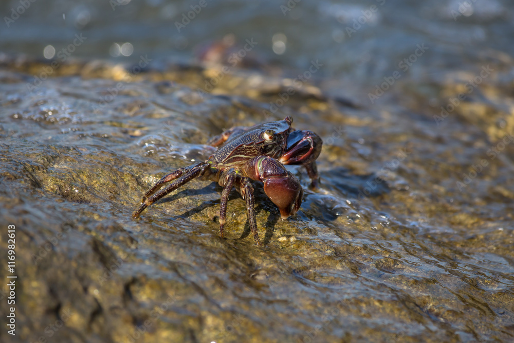 Crab closeup, Black Sea crabs, crabs life
