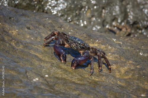 Crab closeup, Black Sea crabs, crabs life