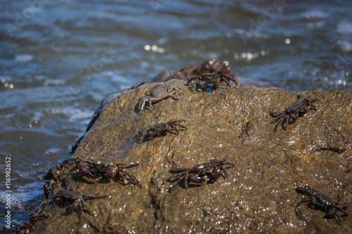 Crab closeup  Black Sea crabs  crabs life