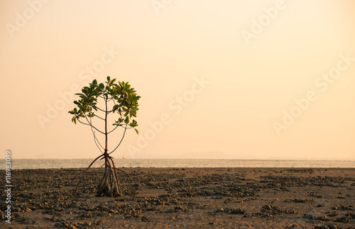  Mangrove tree on beach at sunset time, Thailand