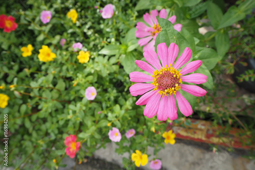 pink zinnia flower and Portulaca oleracea flower.