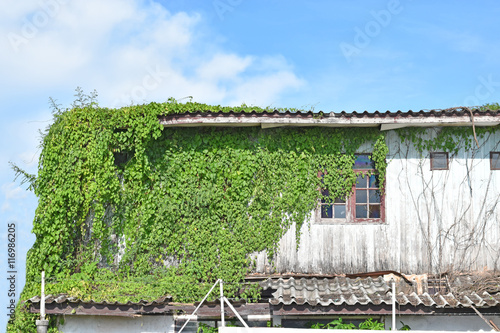 Vine Covered Abandoned House