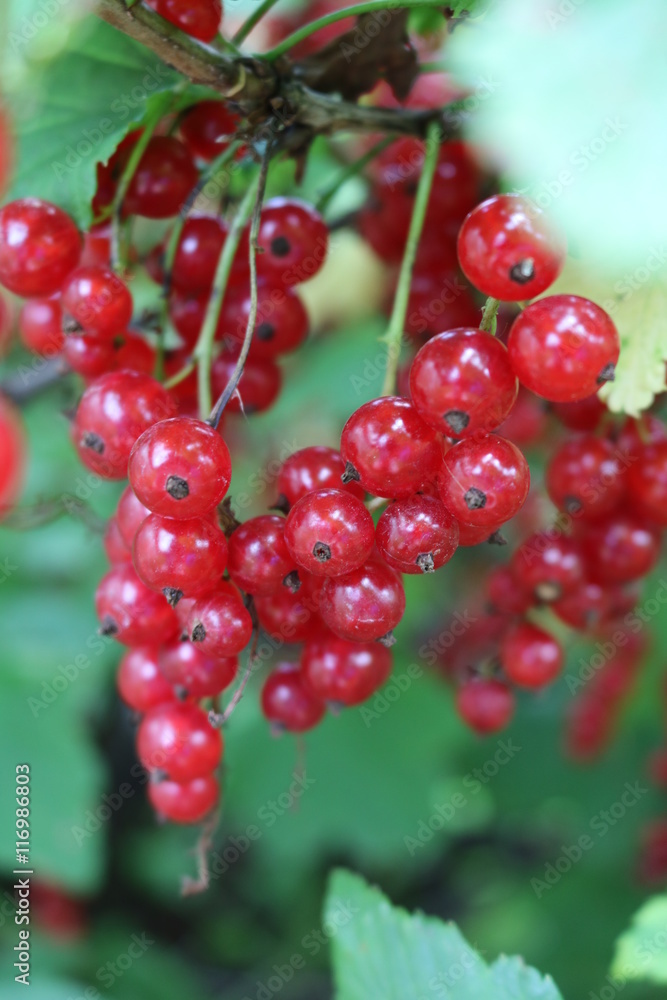 Red Currant, Currant, or common or garden currant (Ribes rubrum) - deciduous shrub with red edible berries Red Currant, Currant, or common or garden currant (Ribes rubrum) - deciduous shrub with red edible berries