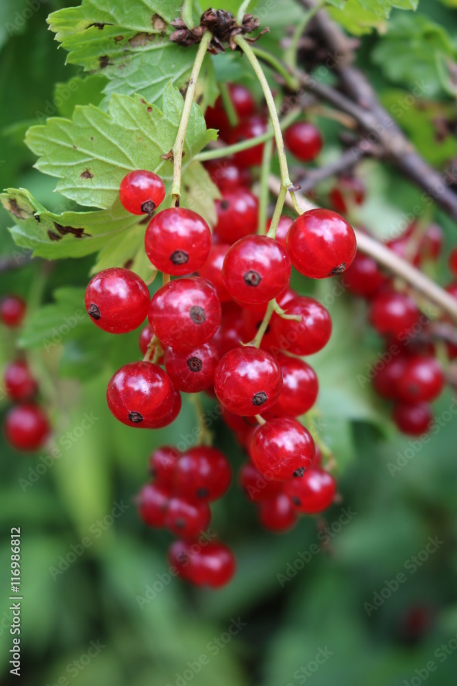 Red Currant, Currant, or common or garden currant (Ribes rubrum) - deciduous shrub with red edible berries Red Currant, Currant, or common or garden currant (Ribes rubrum) - deciduous shrub with red edible berries