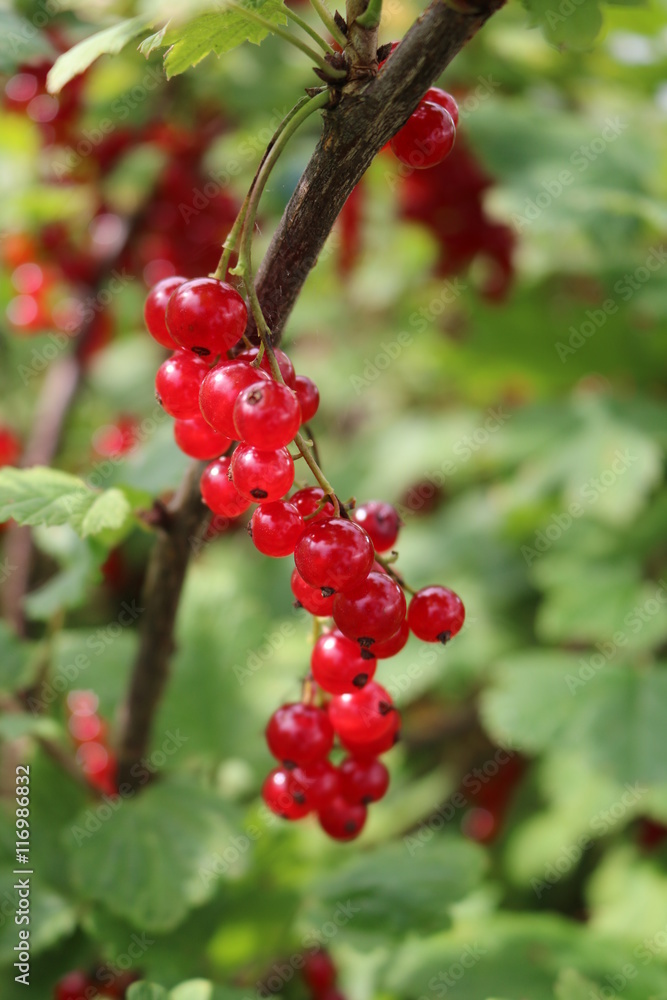 Red Currant, Currant, or common or garden currant (Ribes rubrum) - deciduous shrub with red edible berries Red Currant, Currant, or common or garden currant (Ribes rubrum) - deciduous shrub with red edible berries