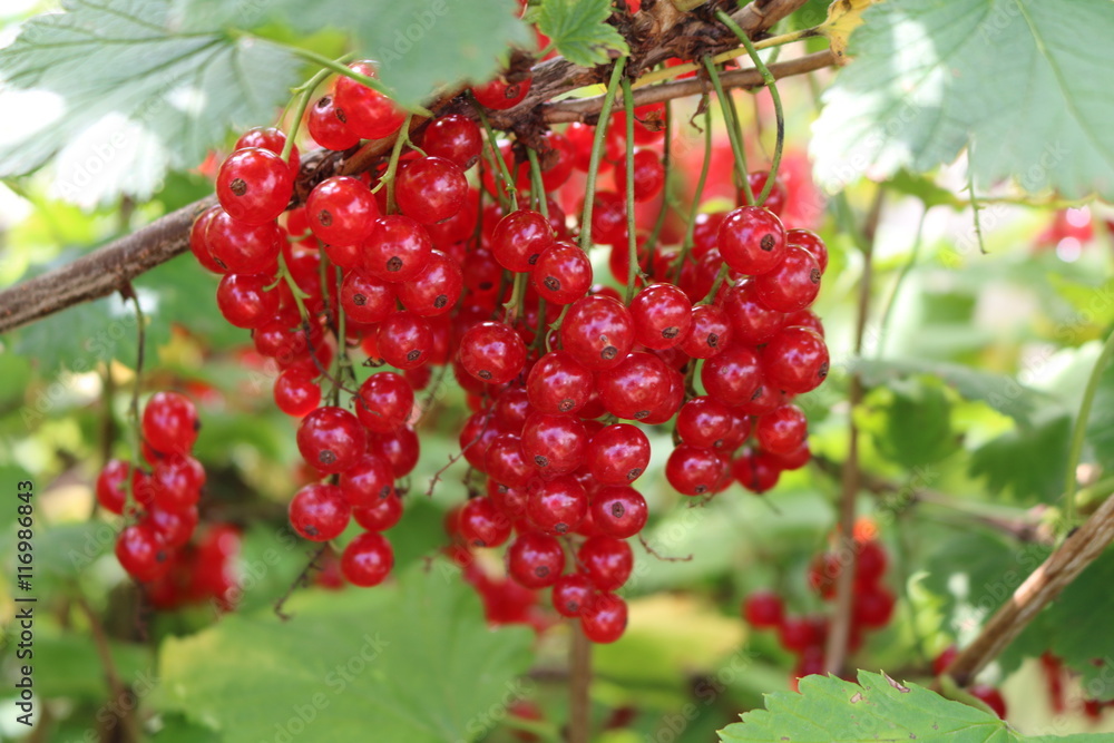 Red Currant, Currant, or common or garden currant (Ribes rubrum) - deciduous shrub with red edible berries Red Currant, Currant, or common or garden currant (Ribes rubrum) - deciduous shrub with red edible berries