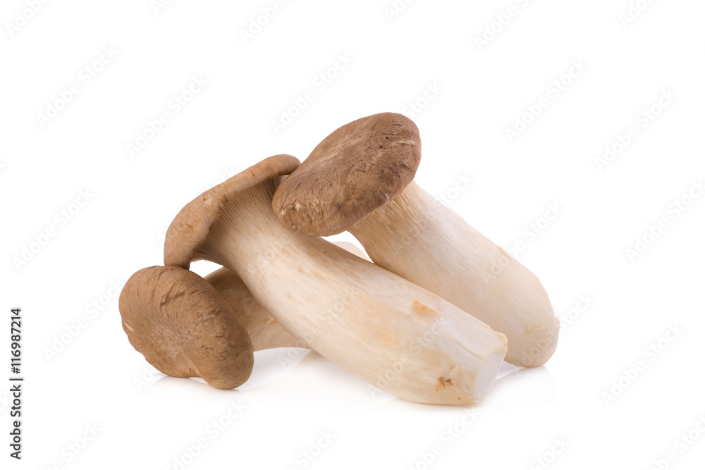 King Oyster mushroom (Eringi) on white backgroud King Oyster mushroom (Eringi) on white backgroud