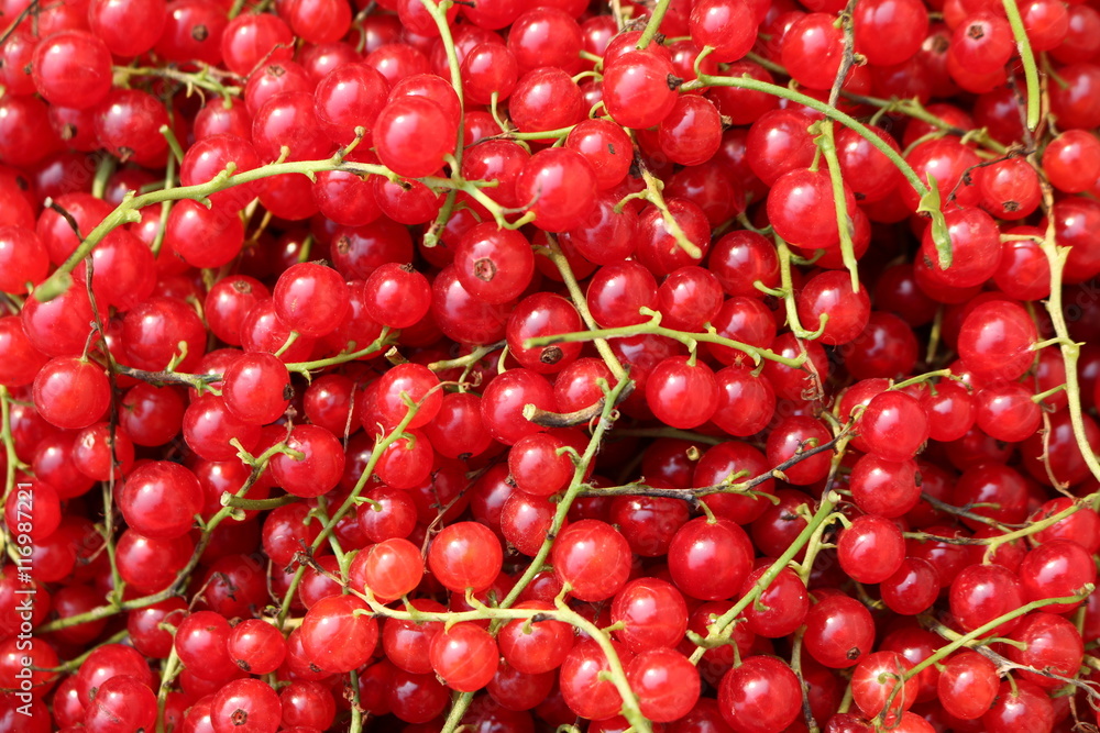 Red Currant, Currant, or common or garden currant (Ribes rubrum) - deciduous shrub with red edible berries Red Currant, Currant, or common or garden currant (Ribes rubrum) - deciduous shrub with red edible berries