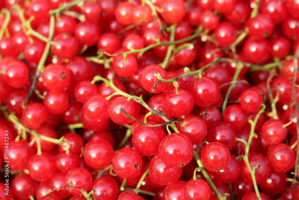 Red Currant, Currant, or common or garden currant (Ribes rubrum) - deciduous shrub with red edible berries Red Currant, Currant, or common or garden currant (Ribes rubrum) - deciduous shrub with red edible berries
