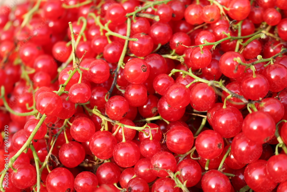 Red Currant, Currant, or common or garden currant (Ribes rubrum) - deciduous shrub with red edible berries Red Currant, Currant, or common or garden currant (Ribes rubrum) - deciduous shrub with red edible berries