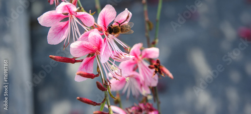 Gaura flowers. stenosiphon. beautiful pink flower and working bee photo