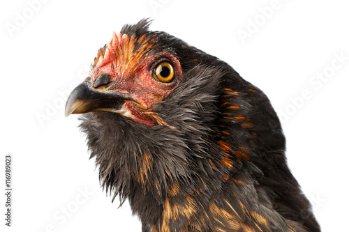 Closeup Head of Brown with Ginger Chicken Curious Looks Isolated on White Background in Profile view