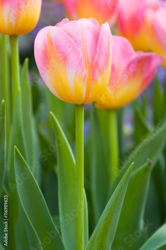 Colorful pink tulips flowers The blooming of tulip The beautiful blooming tulips in garden