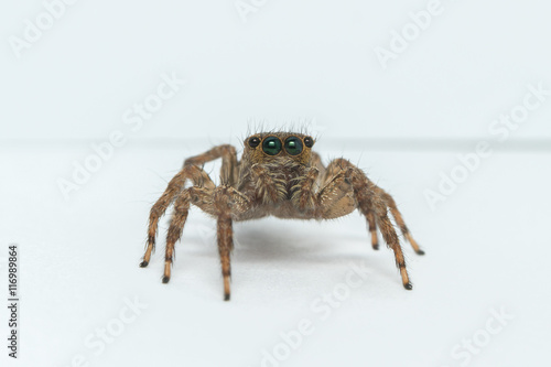 Jumping spider on White background