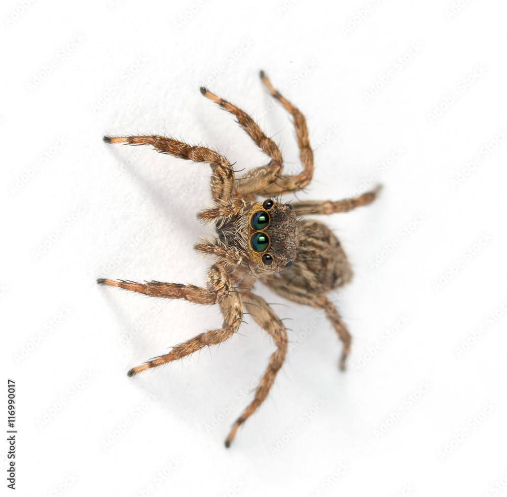 Jumping spider on White background
Jumping spider on White background