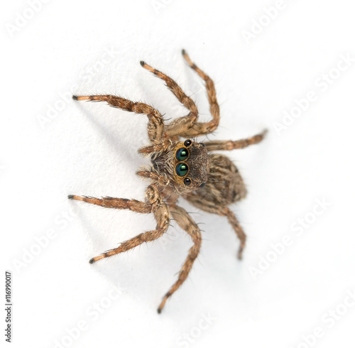 Jumping spider on White background 