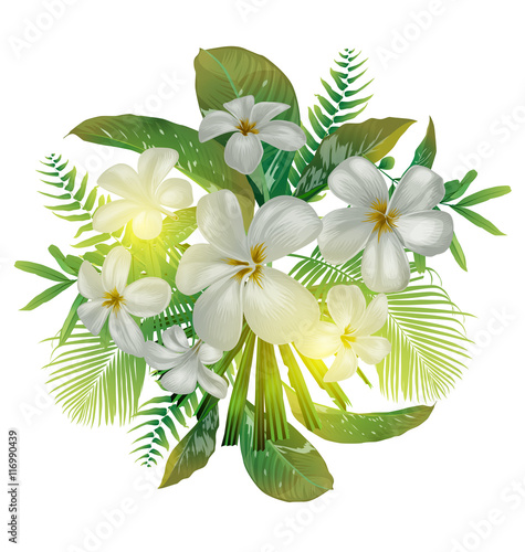 plumeria flower  bundle