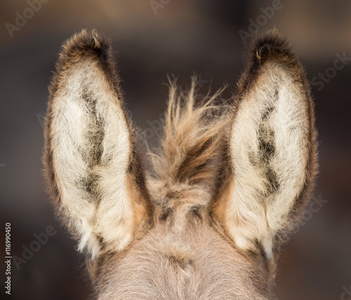 Front view of donkey's ears