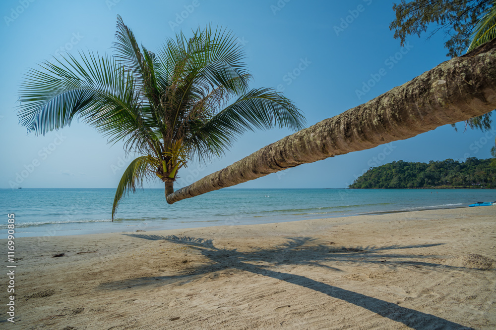 Coconut palm in the tropical island beach