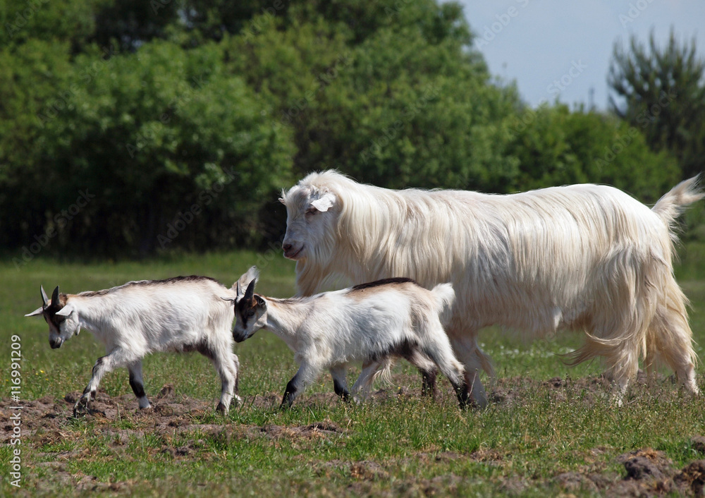 The family of goats moves on a pasture The family of goats moves on a pasture