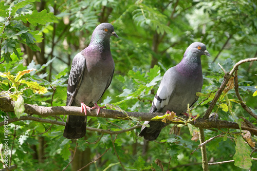 A couple of pigeons on a branch.