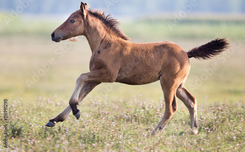 Photo Foal running on meadow