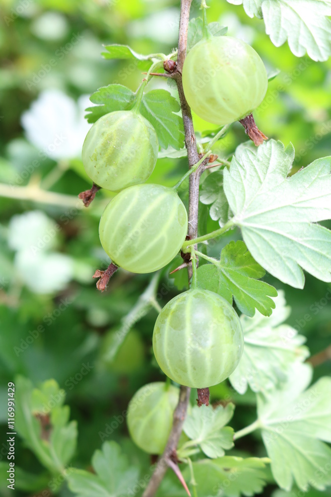 Gooseberry, reject, European (Ribes uva-crispa) with berries Gooseberry, reject, European (Ribes uva-crispa) with berries